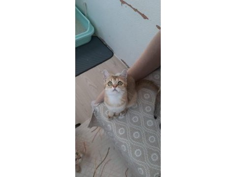 Golden british shorthair