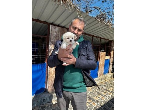 Maltese yavrularımız ırk garantilidir