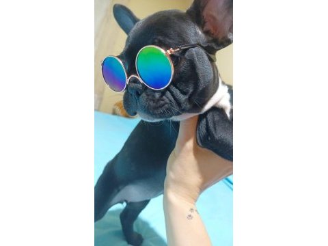 2.5 aylık dişi french bulldog yavrularımız
