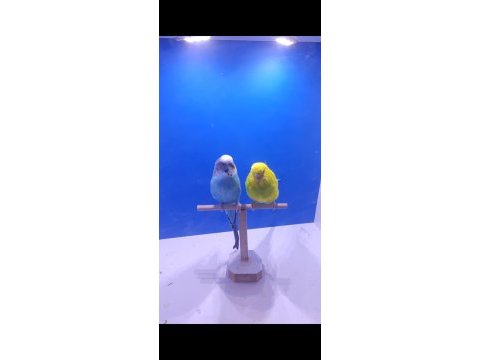 3 takım yeni eşleme genç takım kuşlar