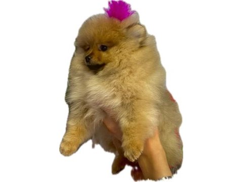 Yavru pomeranian boo
