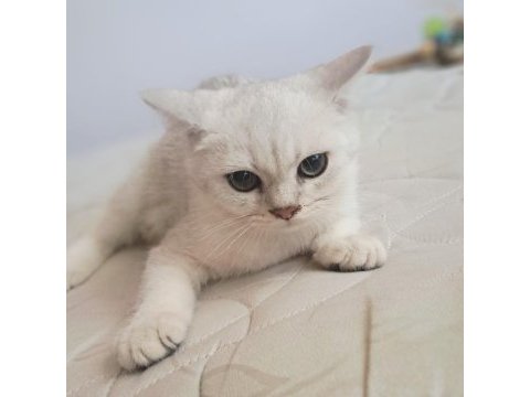 British shorthair silver erkek