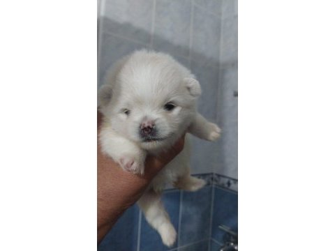 Orjinal anne baba altından 2 aylık pomeranian boo lar