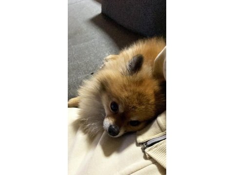 Pomeranian spitz