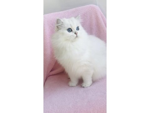 Silver point british longhair dişi