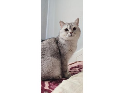 Safkan british shorthair