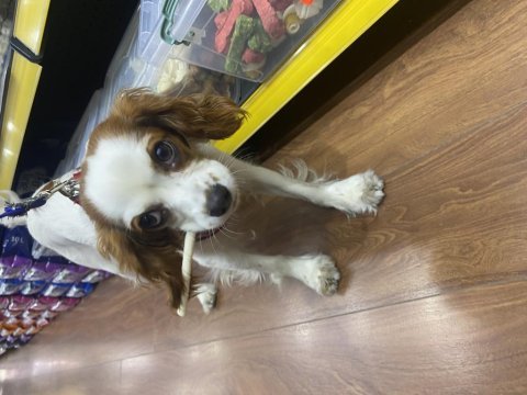 11 aylık cavalier king charles