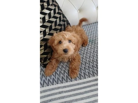 4 aylık maltipoo