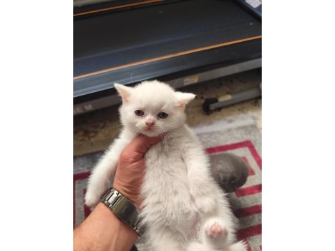 2 bembeyaz british shorthair kedisi