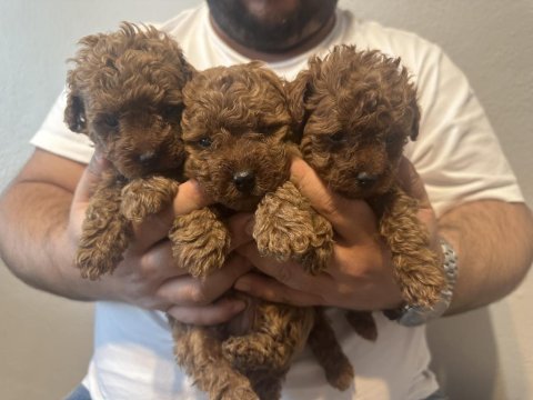 Red dark teslime hazır gerçek toy poodle