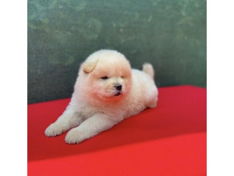 Chow chow yavrularımız için ulaşabilirsiniz çin aslanı