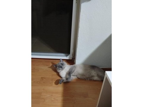 Temiz bakımlı british shorthair
