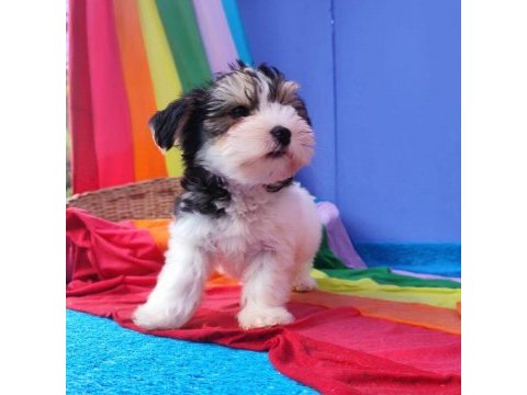 Kendileri mini sevgileri kocaman morkie yavruları