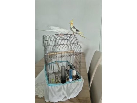 Full evcil sadık çift dost sultan papağanlar