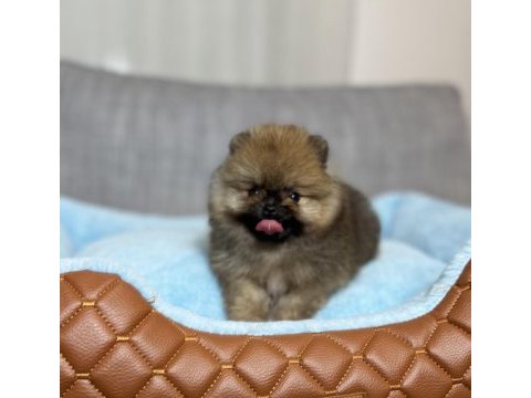 Orjinal tea cup ayı surat orange pomeranian boo