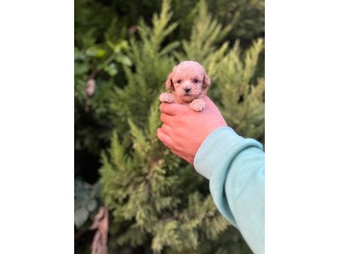 Maltipoo adrese teslim, kapıda ödeme yapabilirsiniz
