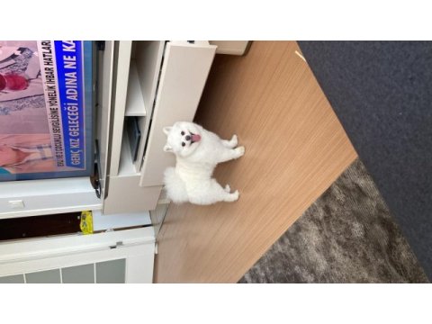 Erkek pomeranian
