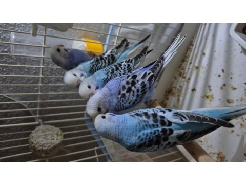 1 aylık muhabbet kuşu yavrular ele kula alıştırmalık