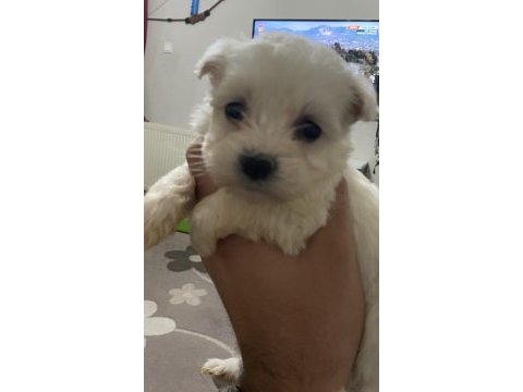 0 numara maltese terrier