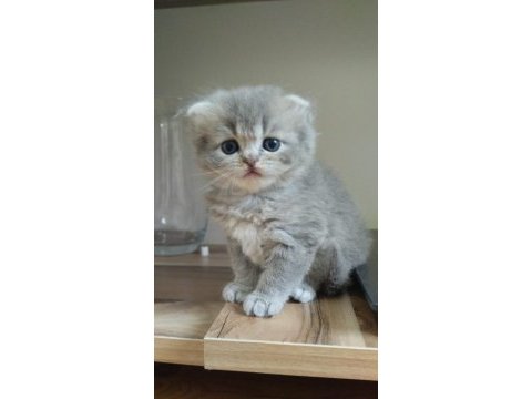 Golden ve british longhair