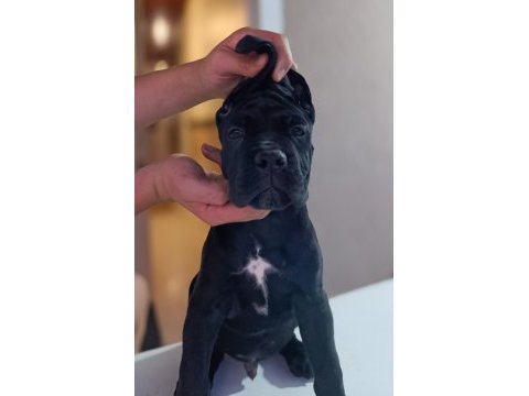 A scr fci-kif kayıtlı cane corso