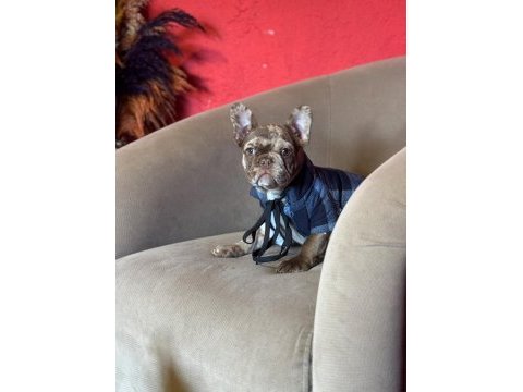 Mükemmel anatomi ve renkler french bulldog