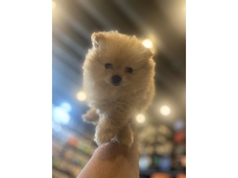 Pomeranian boo