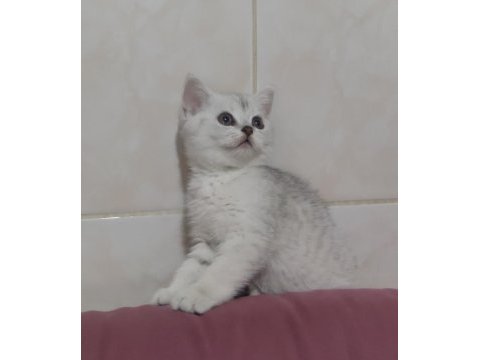 2 aylık güzeller güzeli silver tabby dişi scottish