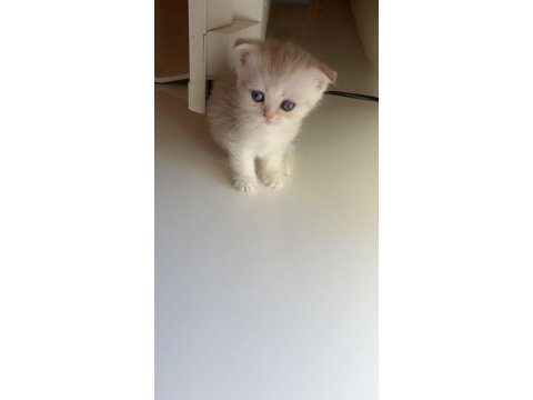Hirakaramel british shorthair