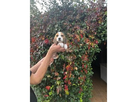 Beagle yavrular ırk ve sağlık garantili