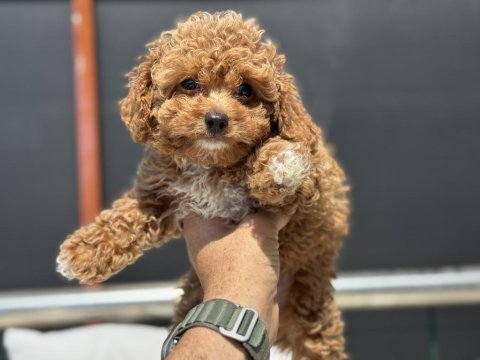 Petmode köpek çiftliğinde ziyarete açık kore maltipoo