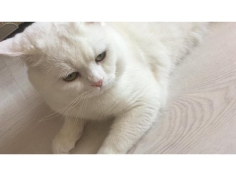 Minik yavrularımız yeni yuvalarını arıyorlar