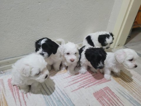 Yavru maltese terrier köpekler