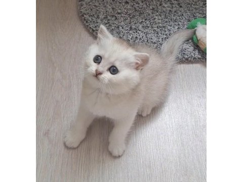 British shorthair silver dişi