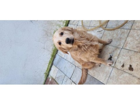 Golden retriever 6 aylık erkek köpeğimiz