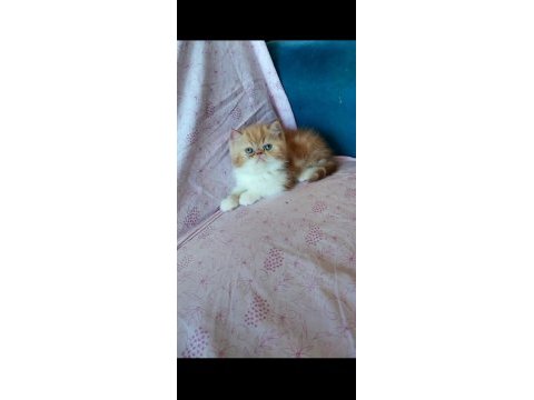 Saf kan exotic shorthair erkek yavru