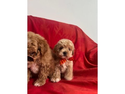 Maltipoo ırk ve sağlık garantili