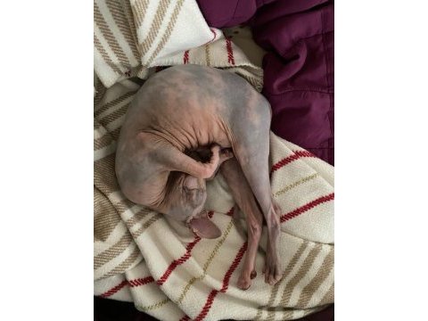 Tüysüz kedi sphynx dişi oyuncu güzel bir kız