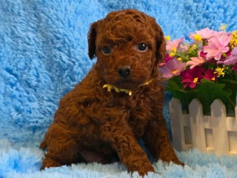 Toy poodle ırk garantili yavrular