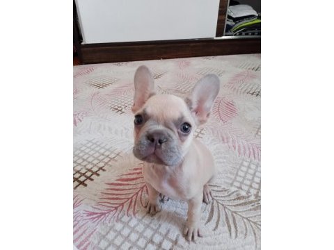 2 aylık french bulldog