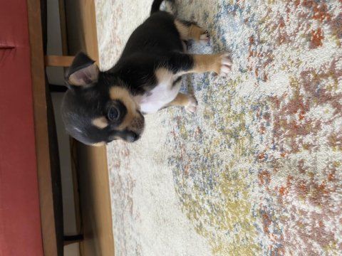 2 aylık yavru chihuahua