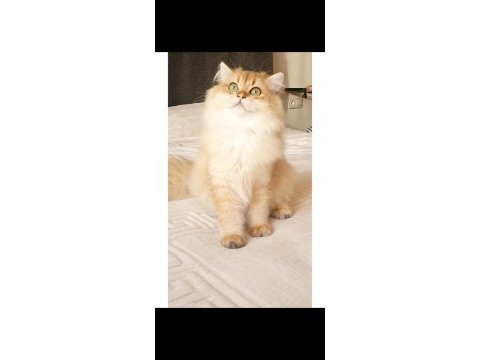 Safkan british longhair ny11