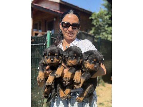 Rottweiler fcı şecereli yavrular