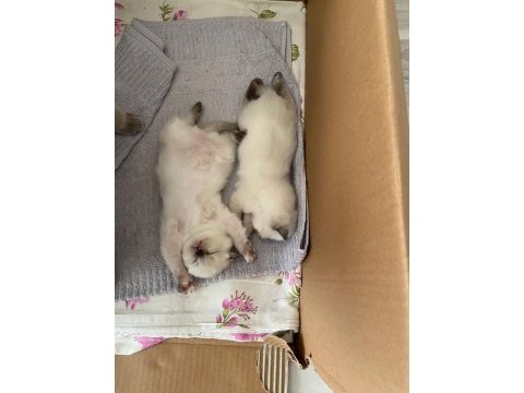 2 tane blue point dişi kedimiz