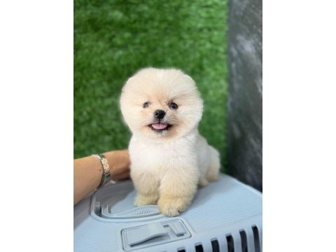 Pomeranian kalitesinin ve farkının farkında olan yavrular