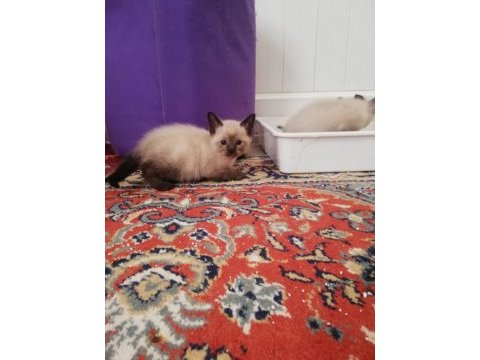 Mavi gözlü siyam kedilerimiz