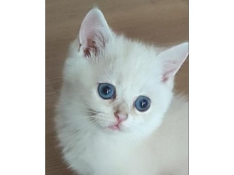 Şafkan british shorthair