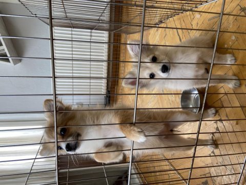 2 adet pomeranian spitz yavrularımız