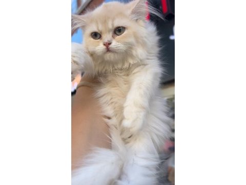 Birbirinden güzel british longhair bebeklerim