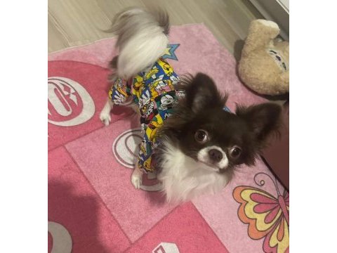 Teacup erkek chihuahua yavru
